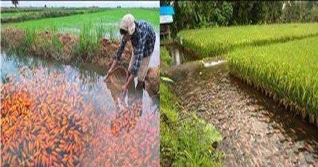 Applications of Integrated Farming Programs (fish and crops)